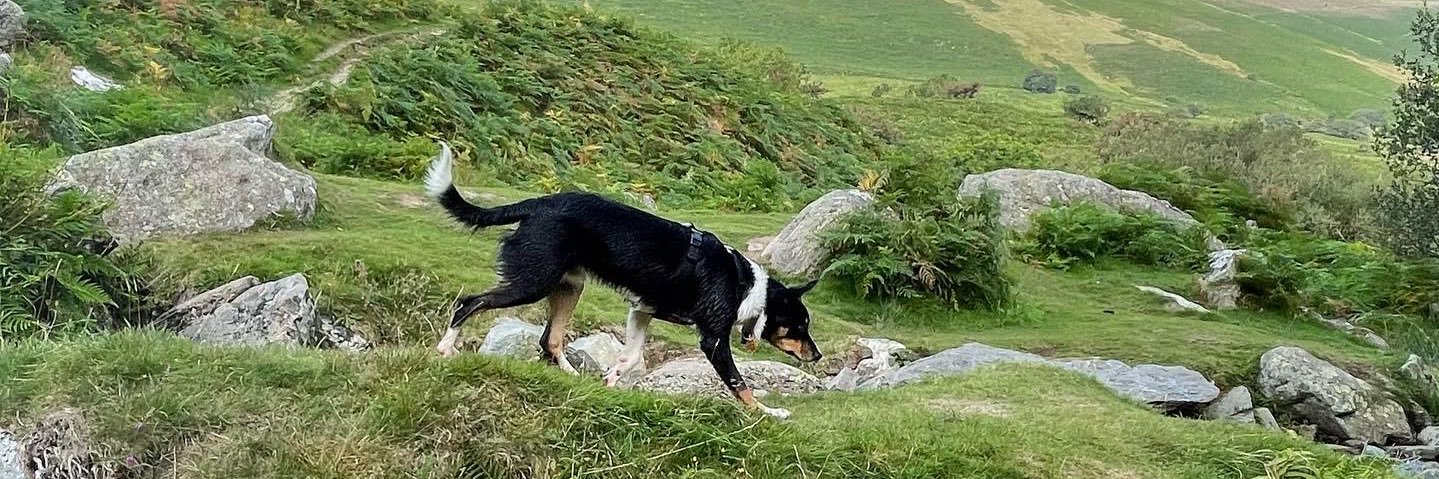 PipTheCollie's banner