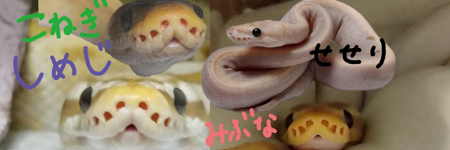 ちゃぼ's banner