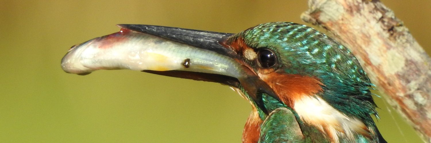 East London Kingfishers's banner
