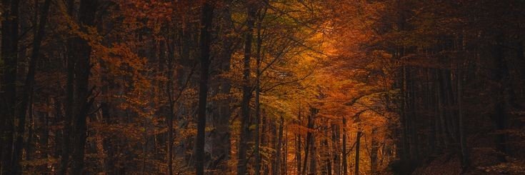 vale 🍂's banner