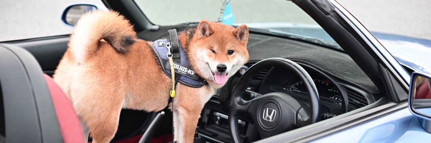 柴犬くぅ助's banner