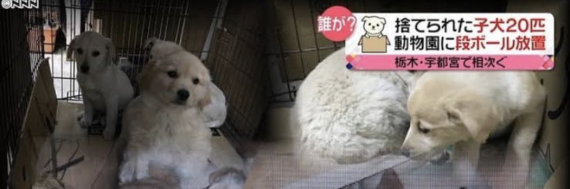 現在は過保護犬クーの日常's banner