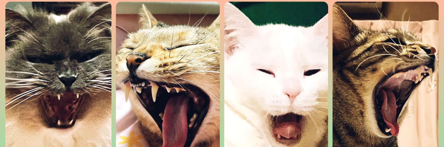 ねこのつきみ's banner