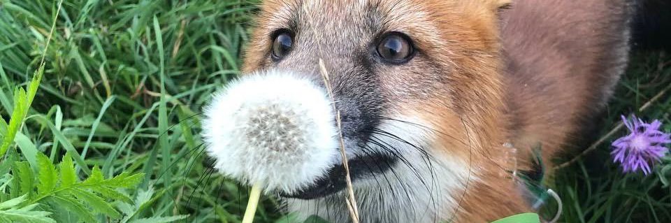 taiyofox's banner