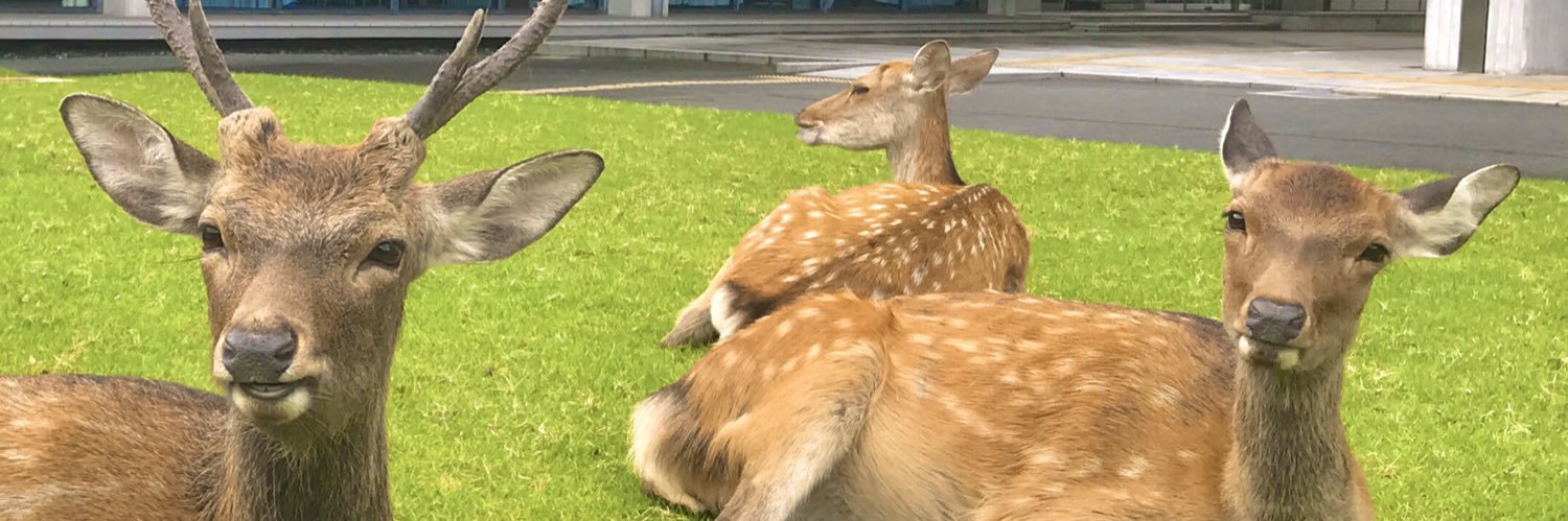 鹿達の日常　【nara deer channel】's banner
