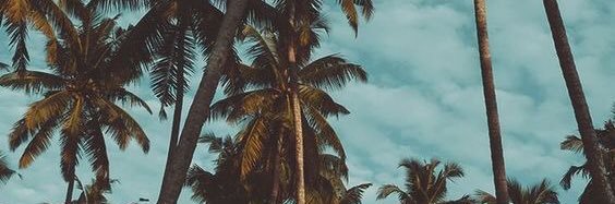 BikiniFever's banner