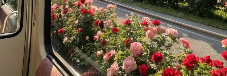 rose ⚘'s banner