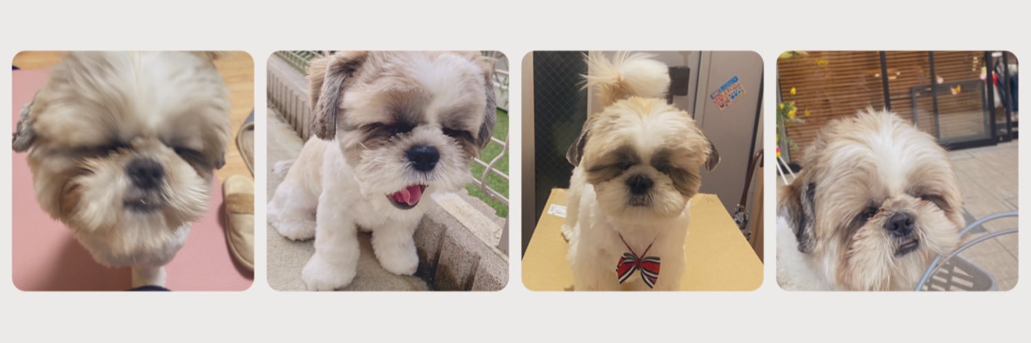 大きいシーズーたぬきち's banner