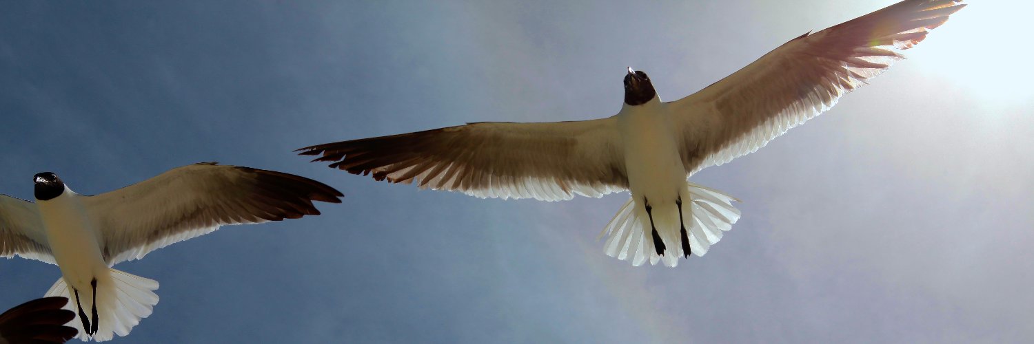 𝕽𝖆ú𝖑 𝕽𝖎𝖛𝖆𝖘's banner