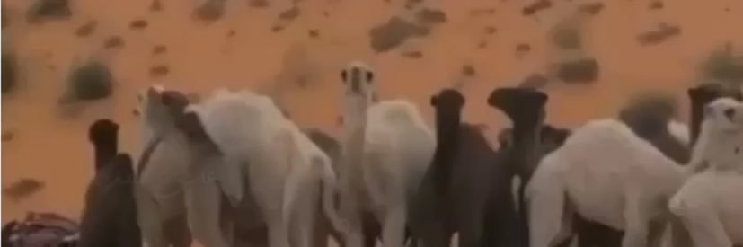 ‏ الـعـونـي 🎖🐪's banner