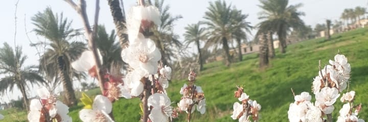 _. suhair Al_jumaili's banner