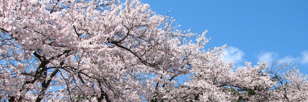 五泉市観光協会🗾新潟県's banner