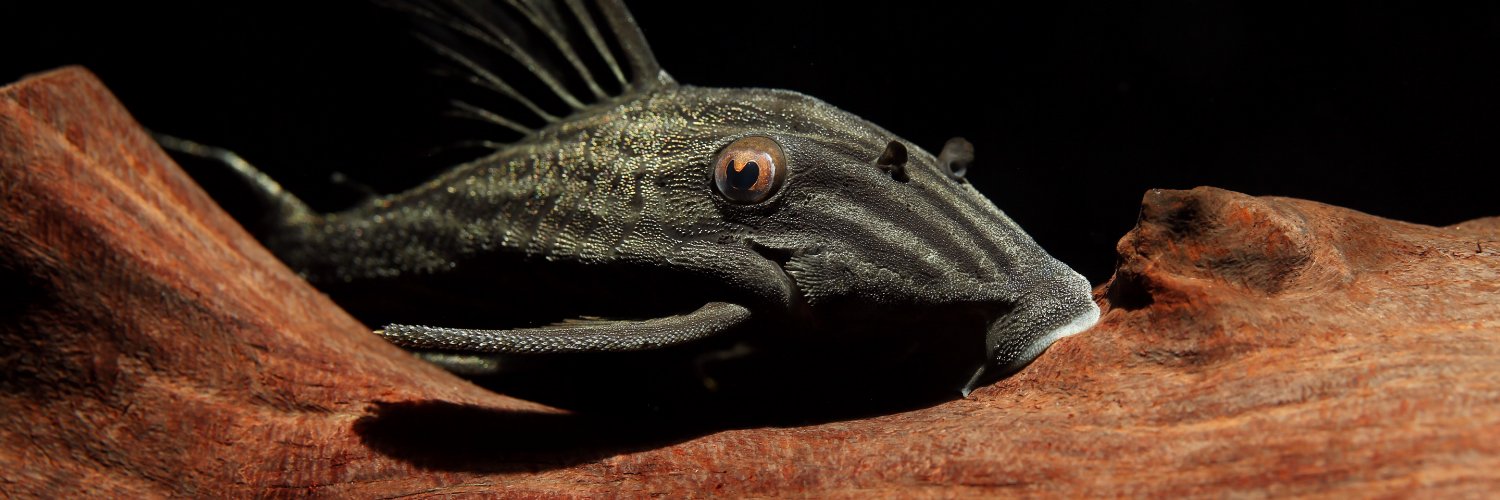 Fish in the News's banner