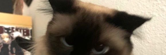 luciana lovestory 🐈‍⬛'s banner
