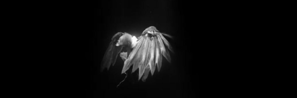 RAY DO IT's banner