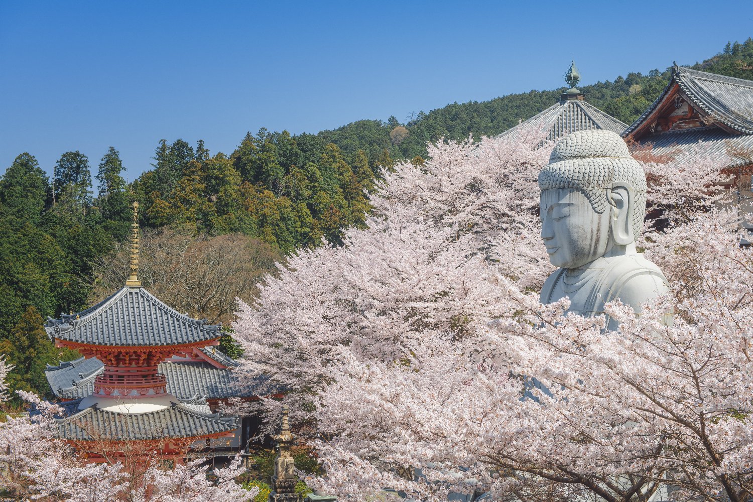 壷阪寺 tsubosakadera's banner
