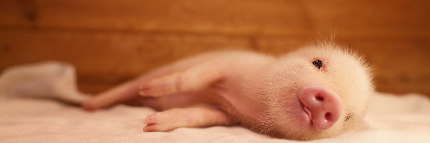 pignic【マイクロブタカフェ】公式's banner