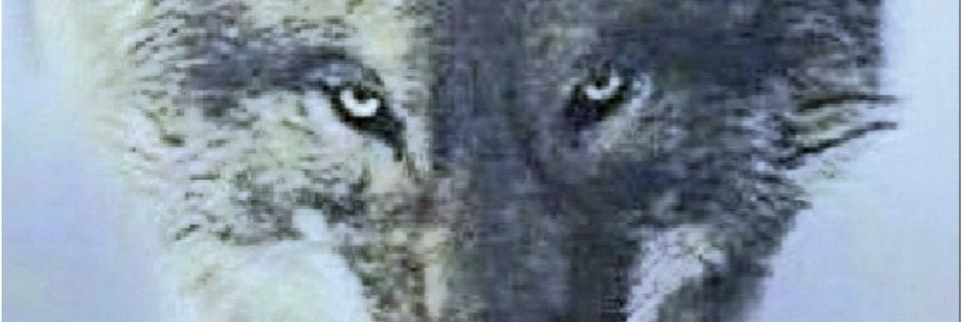 Hafız Mustafanın Torunu's banner