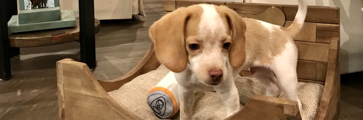 LemonBeagleBeau's banner