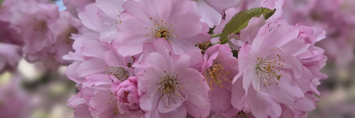 Lucie Amálka 🌸's banner