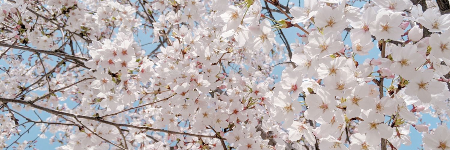 🌷Hiro🌼's banner