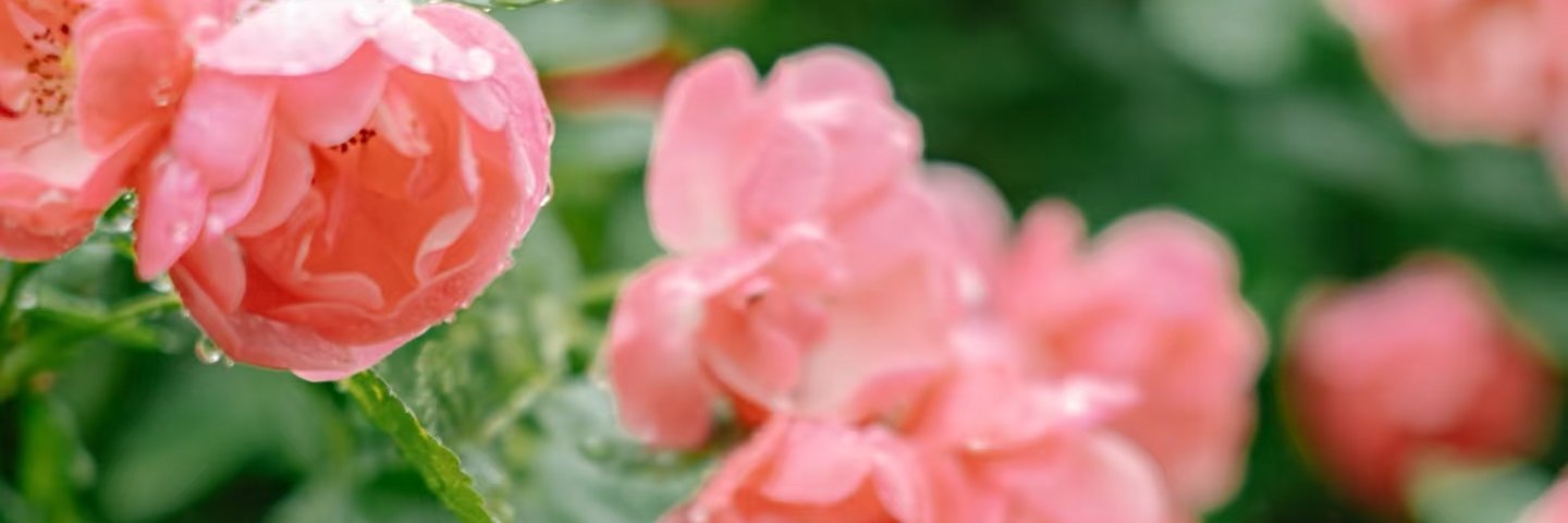 平安（互fo）'s banner