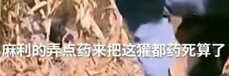 狗獾's banner