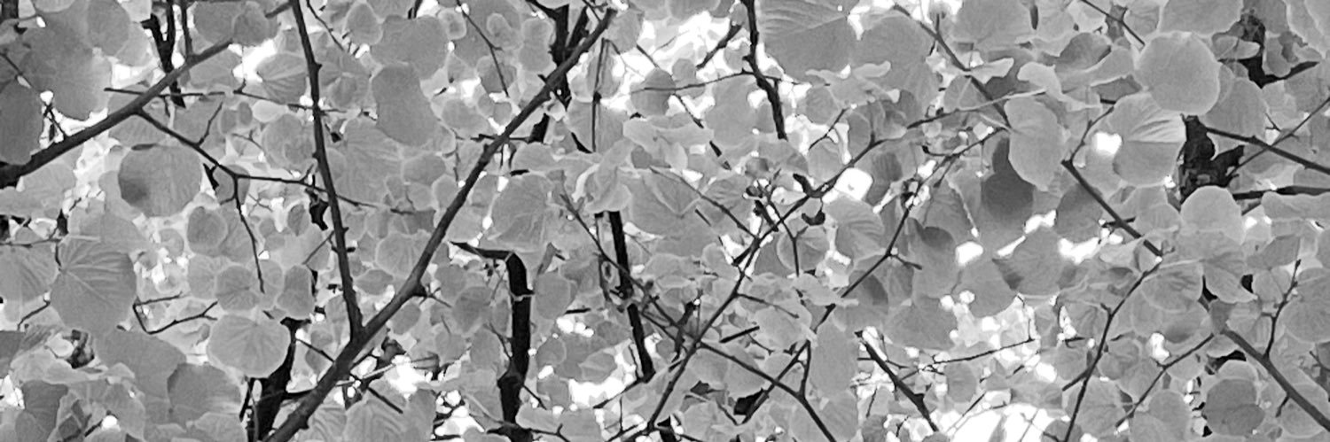 sara🔻🌺's banner