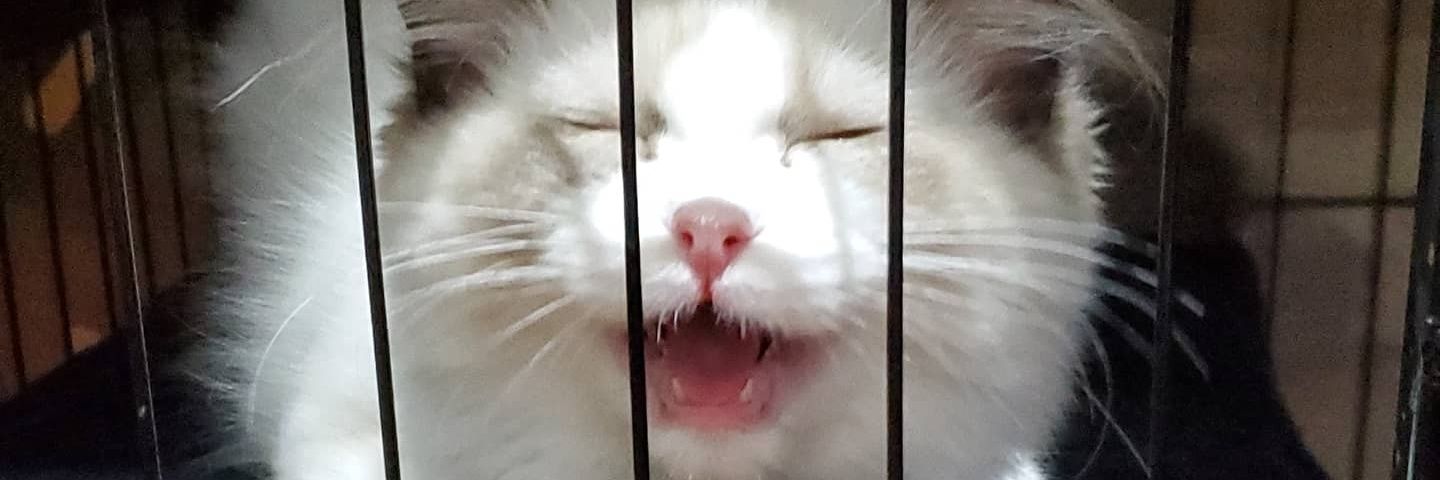 💕😻醉猫😻💕's banner