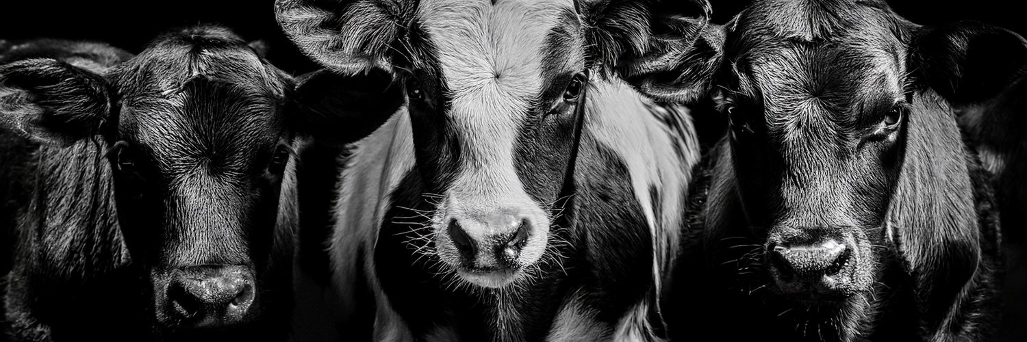 Dairy-Truth's banner