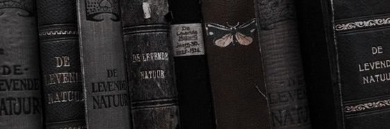 carol's banner