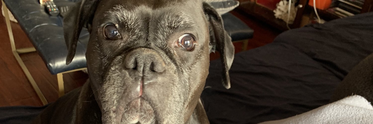 Amy’s Boxer Dogs's banner