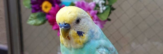 kururin-PI💕🐦️roku💕🐦's banner