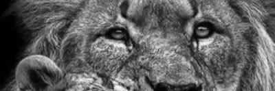 davi lucca's banner