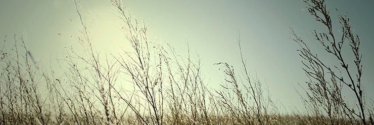 QA Rev 019's banner