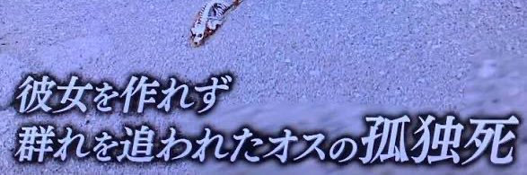 NM△ 🌾☀️🐰⚙️🐾💻🌺💴🐗🇯🇵🐙🍊🍈🍞🍥's banner