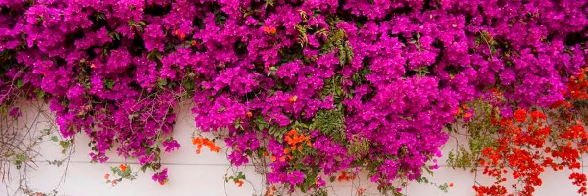 Dani✨'s banner