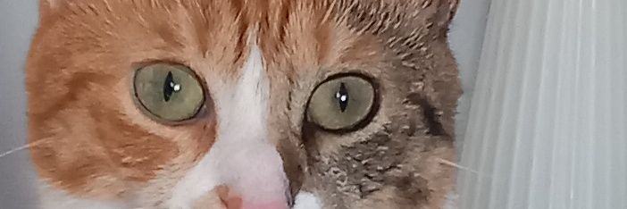 Mira🐈🐕🐈‍⬛'s banner