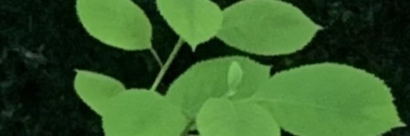 ducklingduckling's banner
