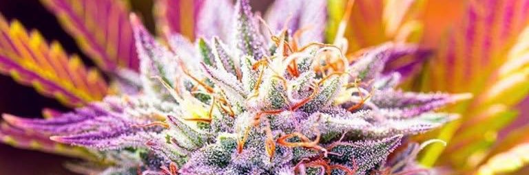 LeónMagico 420's banner