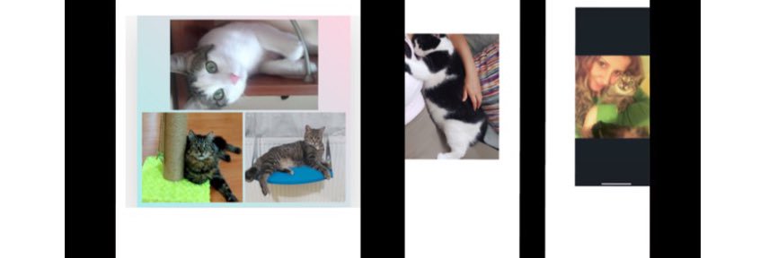 patisever 🐾🐱🐶's banner