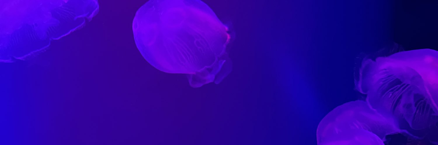 lily🪼's banner
