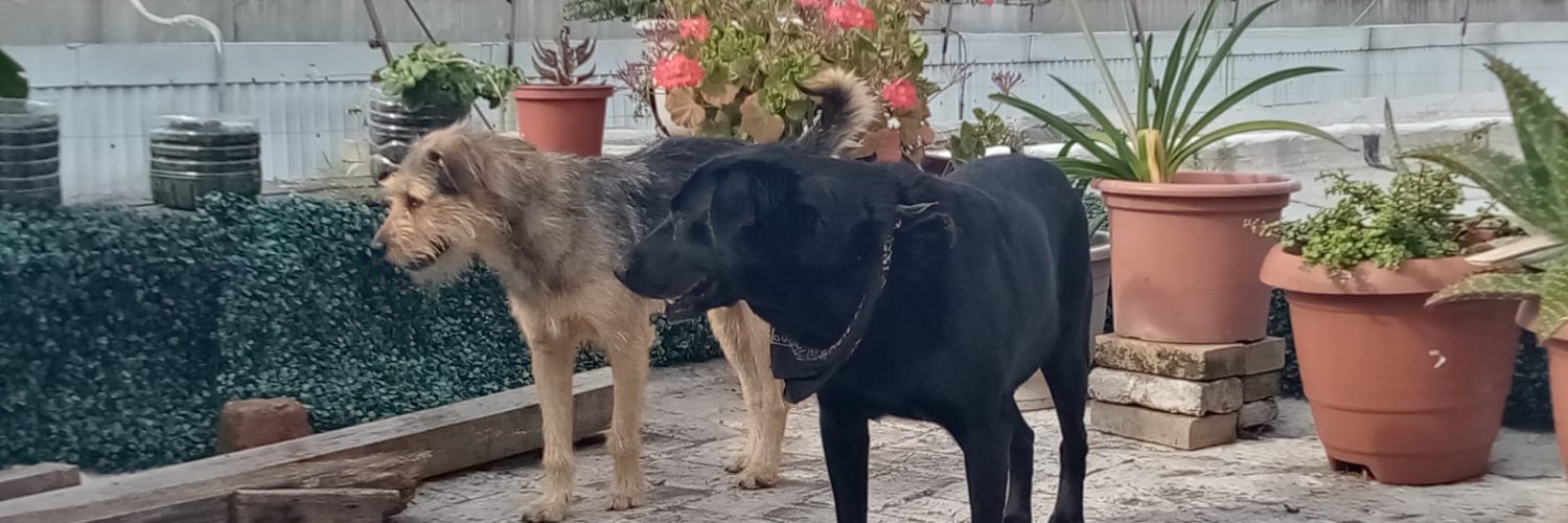 eme-erre-Perro 🟥🟦⬜💥💥❤️🐕❤️💥💥PARODIA's banner
