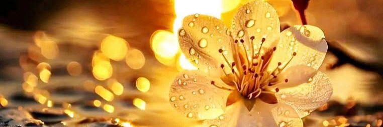 🌺🌼🌿🌼 Ǥ𝓻𝐚ｚɨａ 🌼🌿🌼🌺's banner