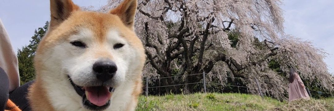柴のティーさん's banner