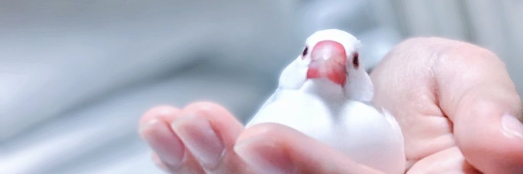 りるぅ🕊's banner