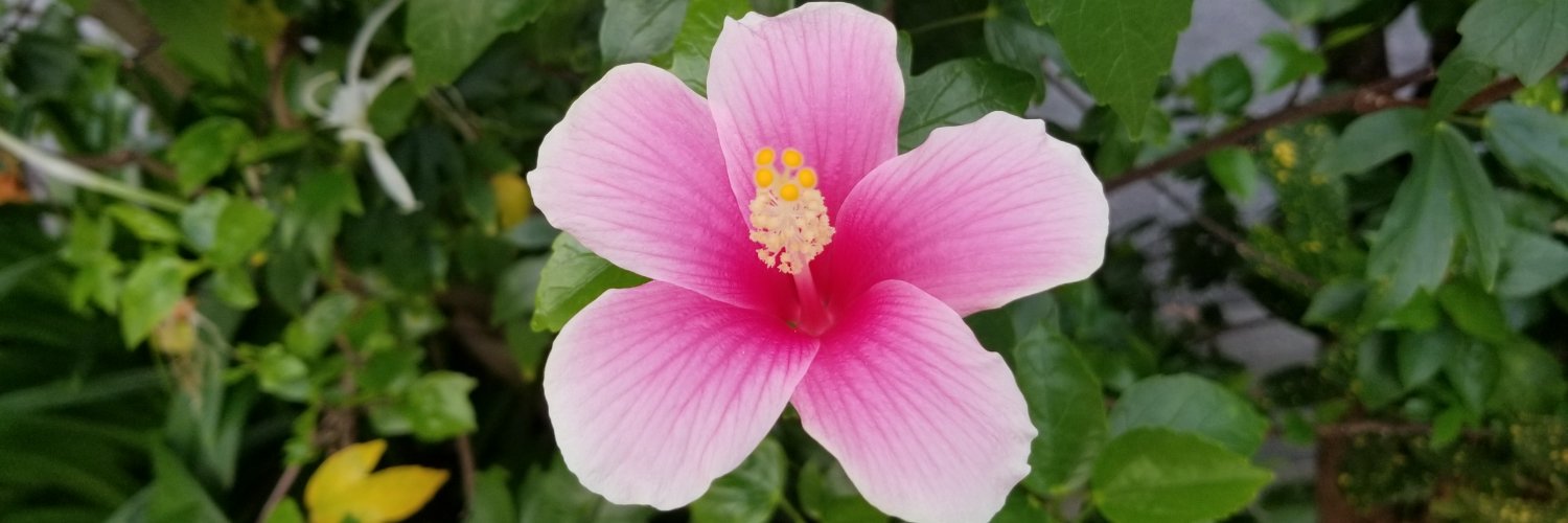 崎濱 綾子🌺沖縄🌺/うちなーんちゅ気象予報士/気象防災アドバイザー/防災士/ウェザーマップ's banner