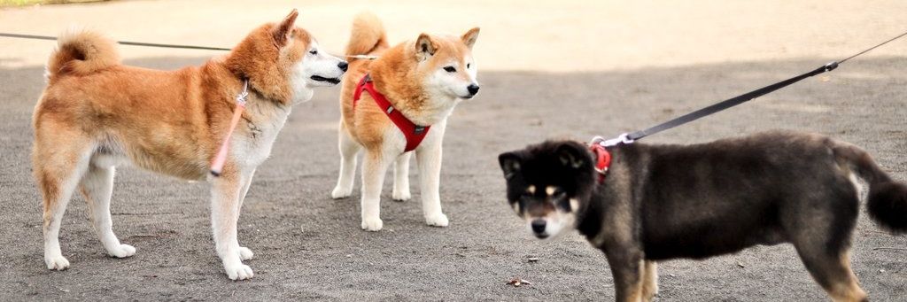 柴犬ケンさんと愉快な仲間's banner