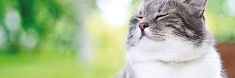ǟɛȶɦɛʀǟ's banner