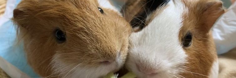 🐹ぷーもこ🐹's banner
